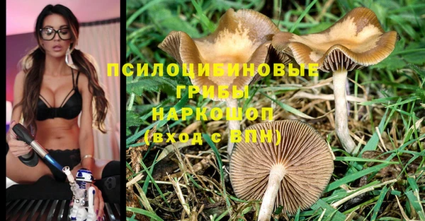 прущие грибы Богородицк